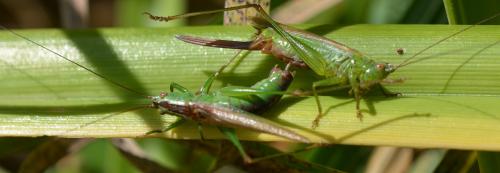 Réf. 347 855 : Conocephalus fuscus
